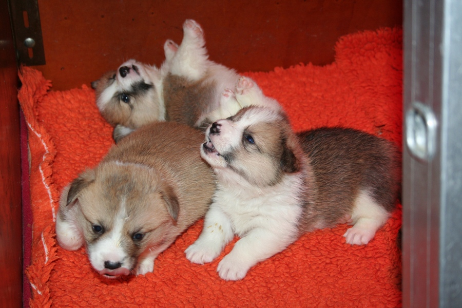 Puppies
